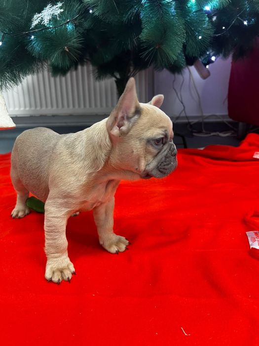 Bulldog francez pedigree