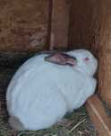 Vând iepuri Belgian și Fluture crescuți natural