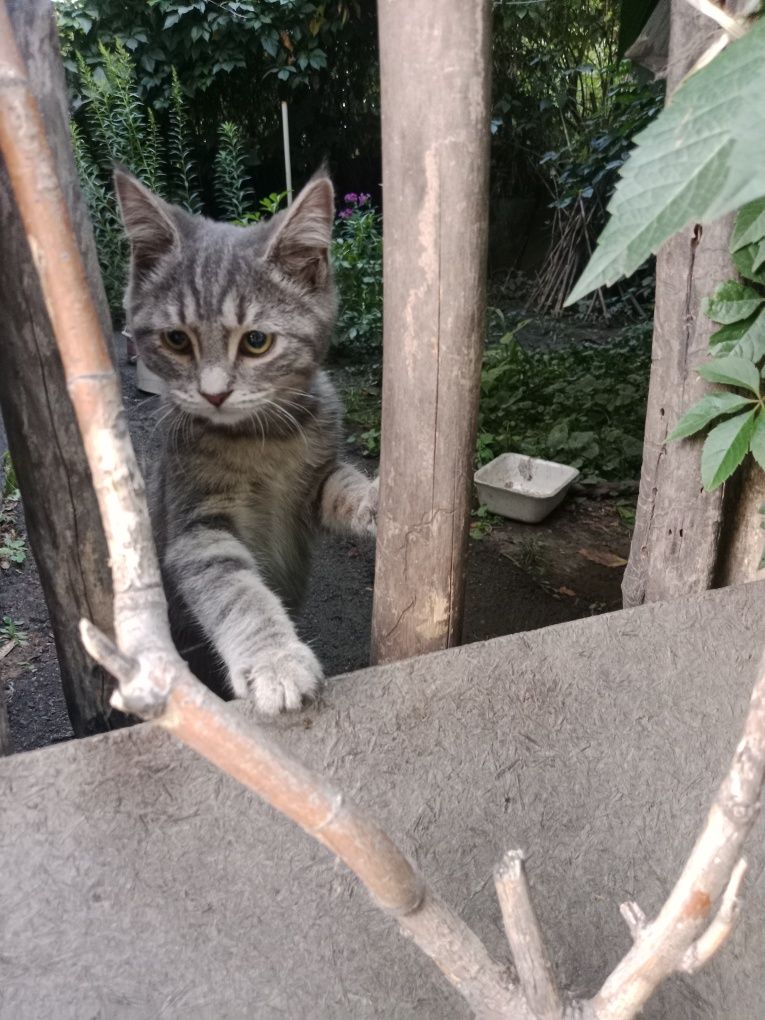 Малышу нужен дом