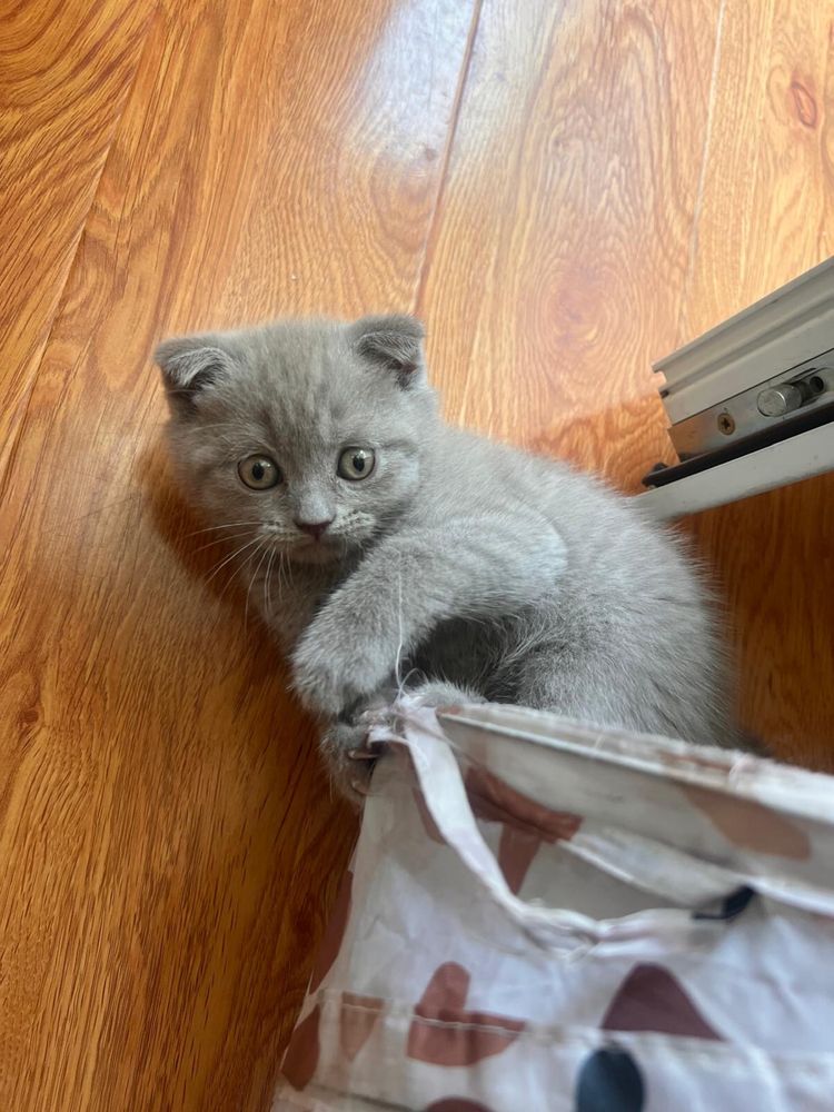 puiuti scottish fold/straight si british
