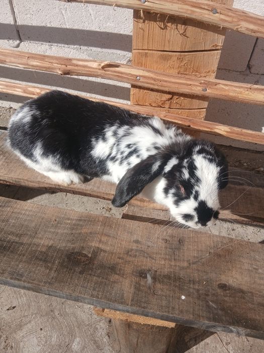 Vând doua iepiroaice