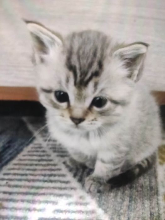 Котята веслоухой кошки и обычного кота
