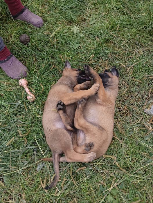Donez căței belgian Malinois