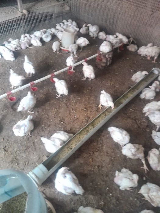 Продаются цыплята бройлеры подрощенные