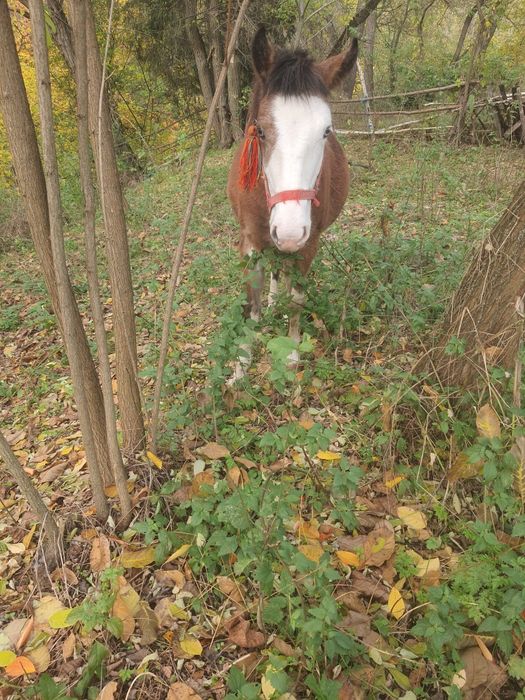 De vânzare cal castrat  și mânză