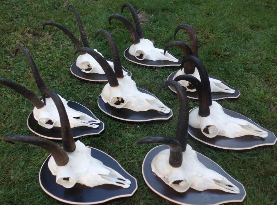 Трофеи от диви кози