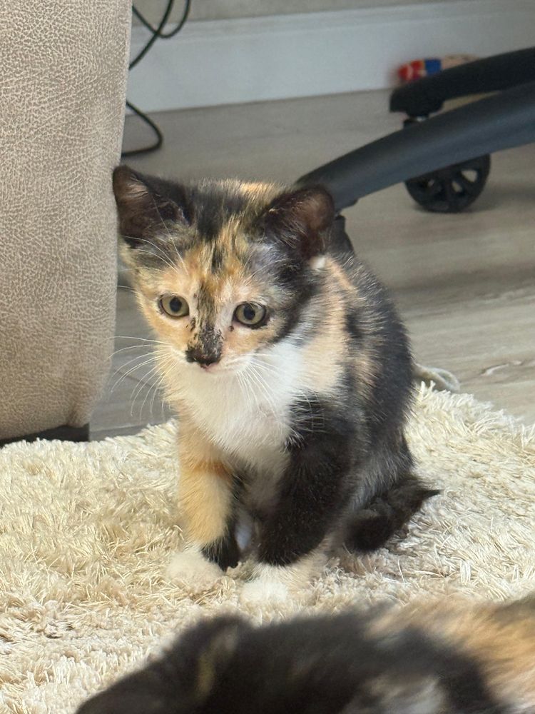 Кошка и котята — от сердца в сердце!