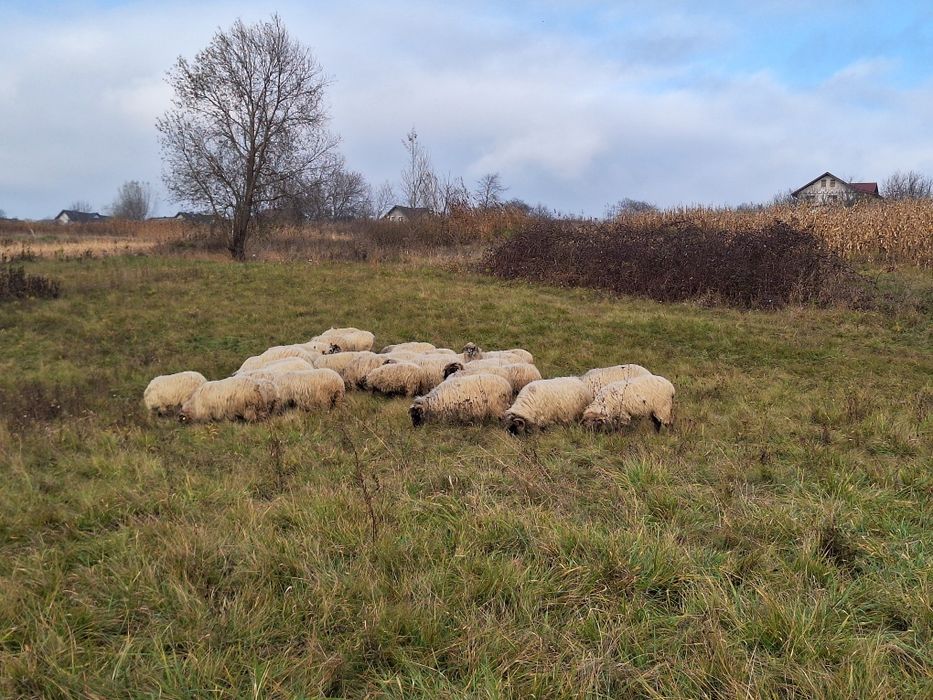 Vand oi rasa turcana