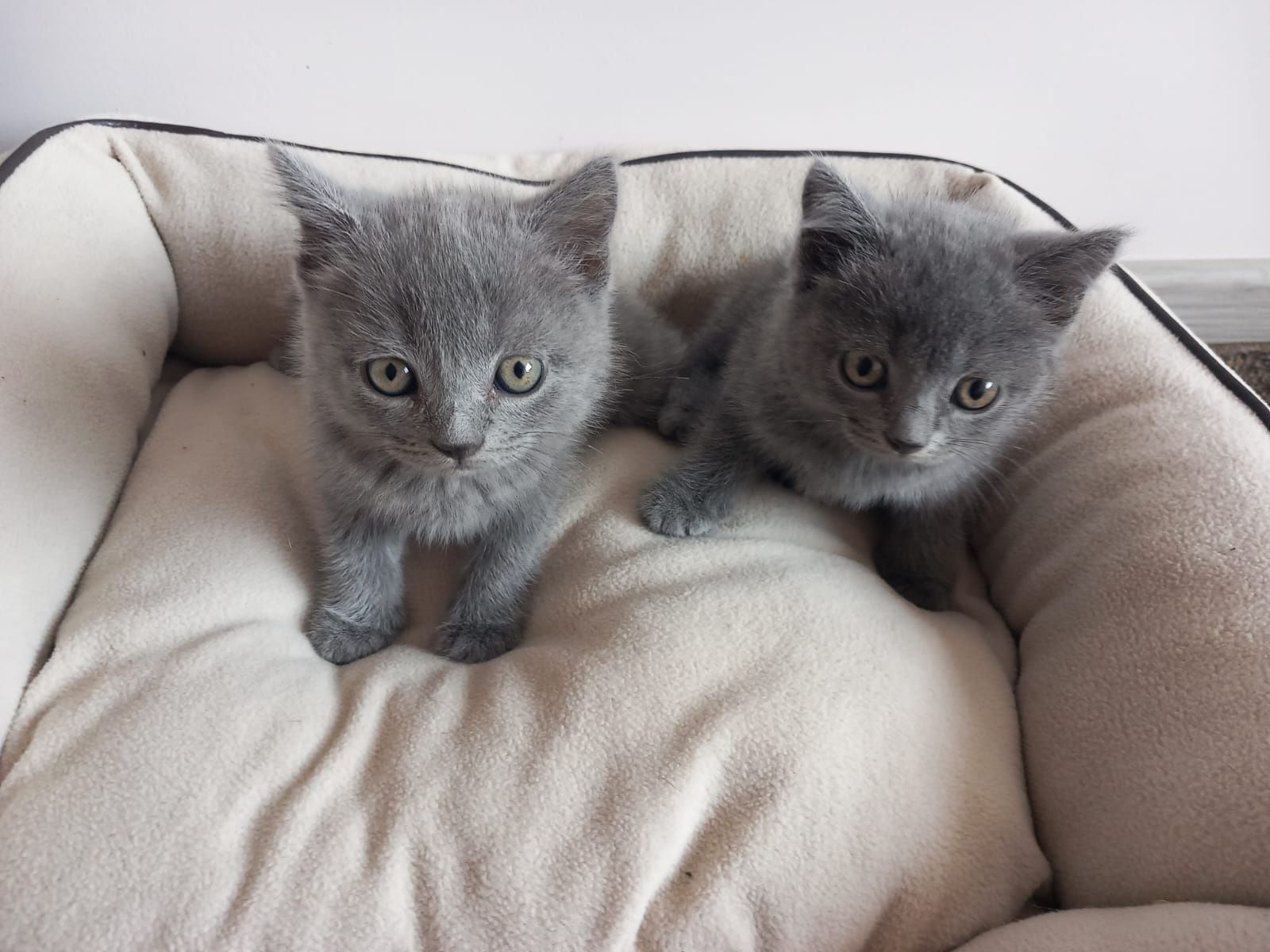 Британски котенца