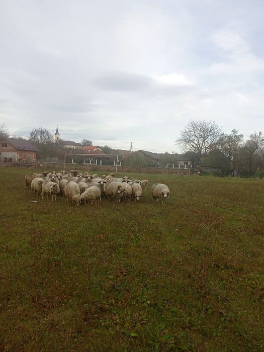 Vând 40 de oi și 1 berbec