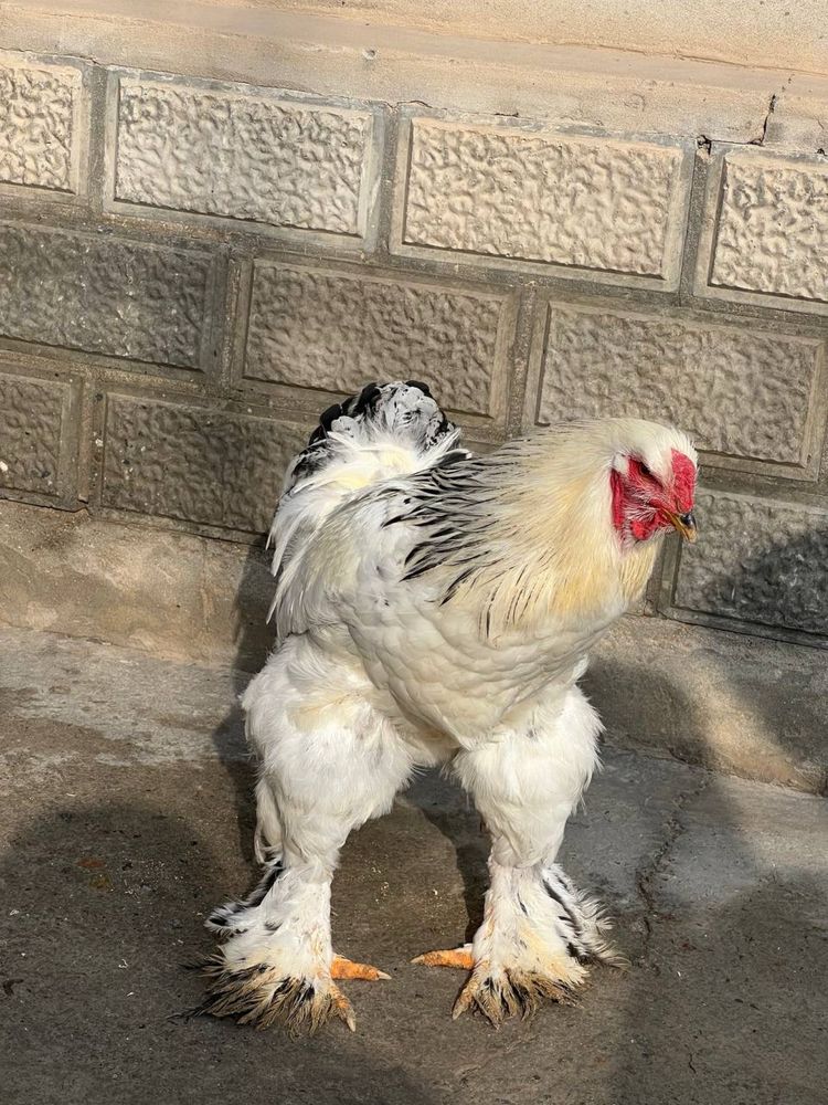 8 oylik brama xo’ro’zi sotiladi