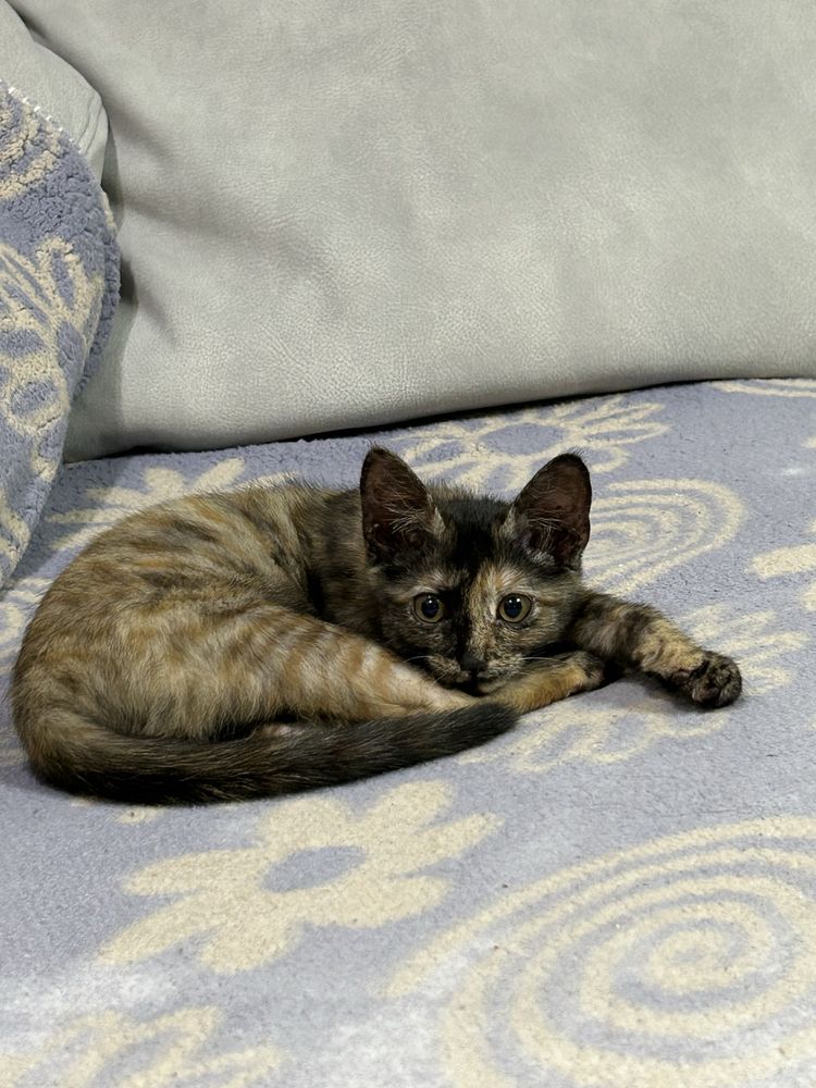 Котенок девочка.