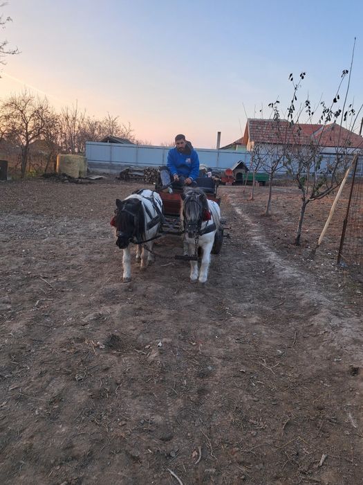 Vand 2 ponei o iapa și un armăsar