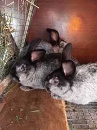 Кролики породы Полтавское серебро