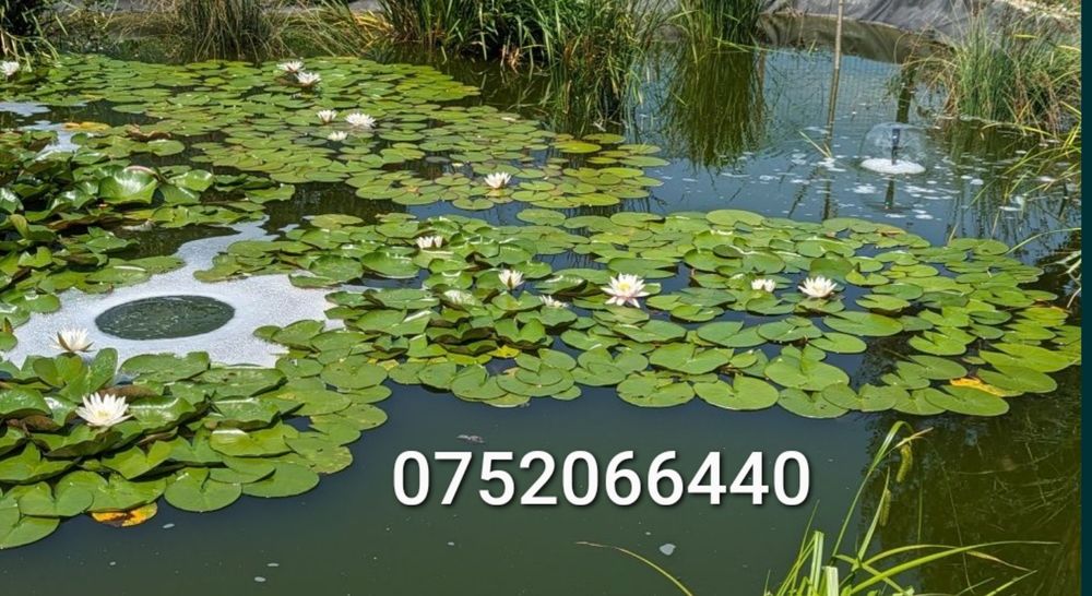 Vând nuferi roz și albi cu rizom radacini formate pentru iaz sau lac