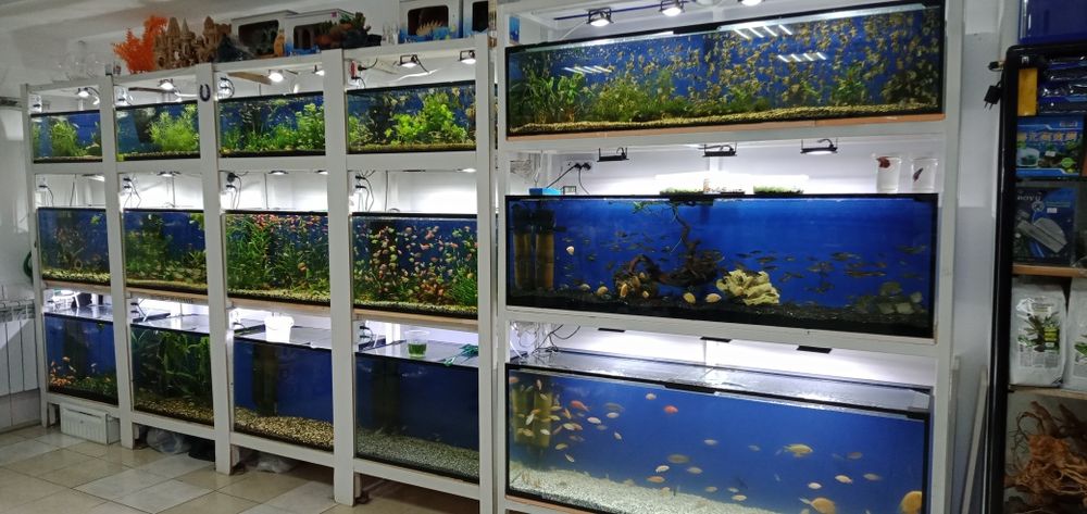 Аквариумные рыбки