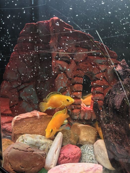 Аквариумные рыбки