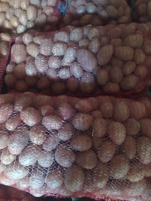 Cartofi  de samanta și pentru animale