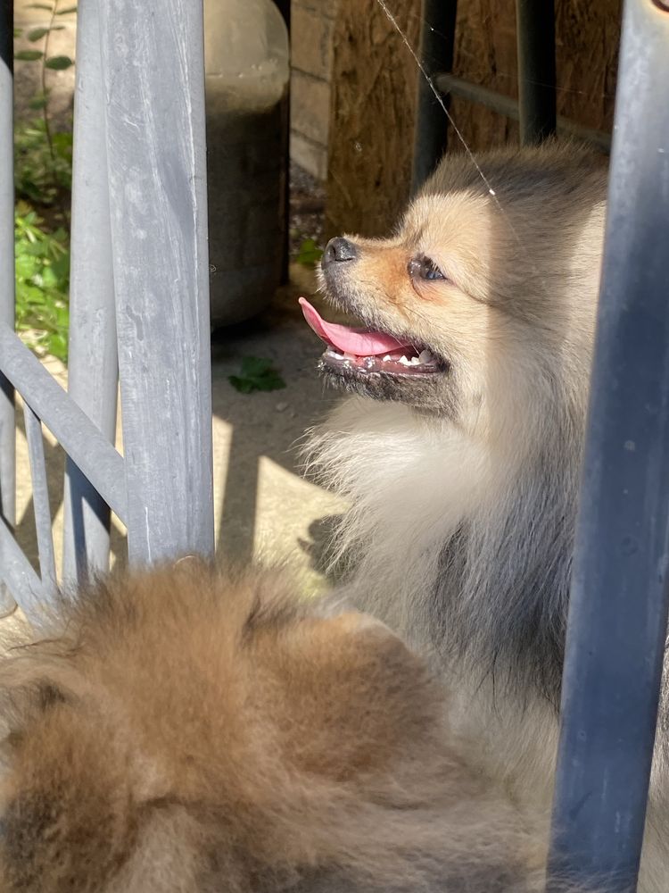 Pomeranian mini toy