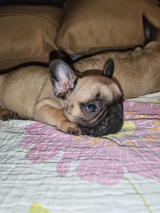 Щенки французского бульдога | Шымкент | 1.5 месяц |