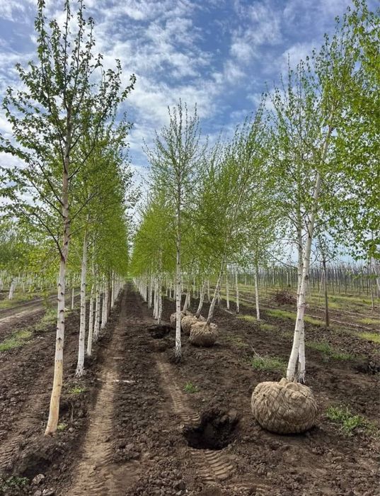 Mesteacan alb bentila multitulpinar oriunde in tara copaci ornamentali