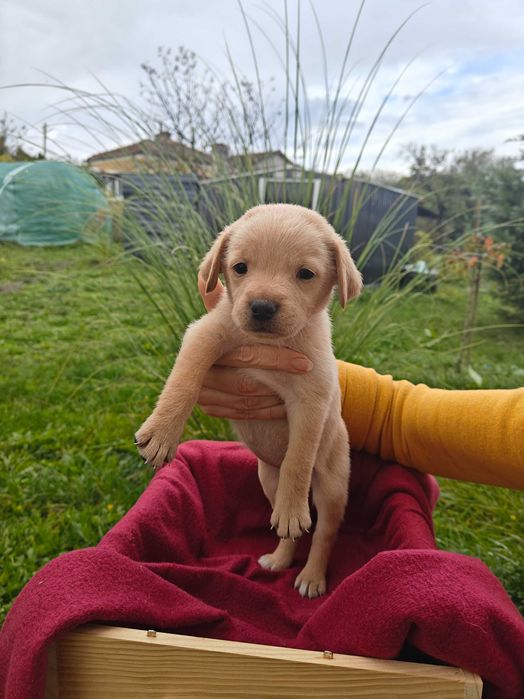 Голдън ретривър кученца