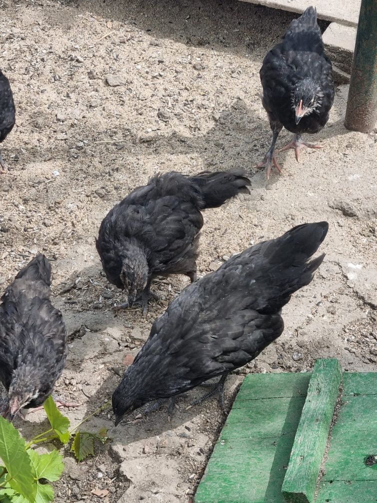 Oua de incubat australorp