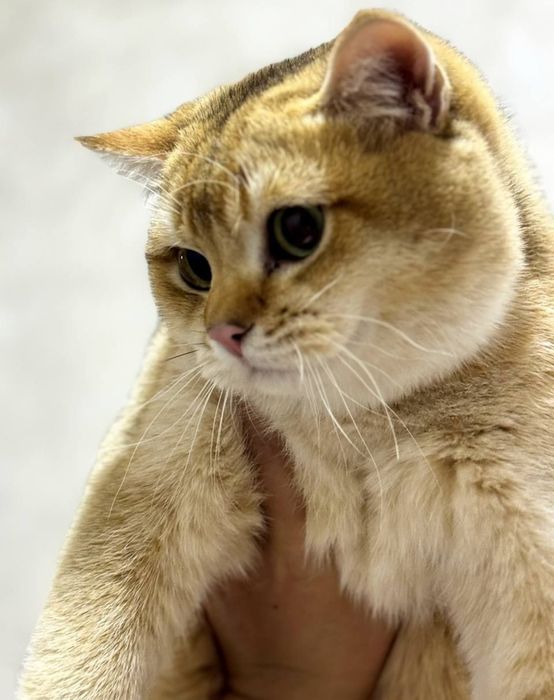 Shinshila straight mushugi