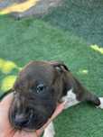 American Staffordshire Terrier Amstaff 
, puiul va părăsi cuibul av