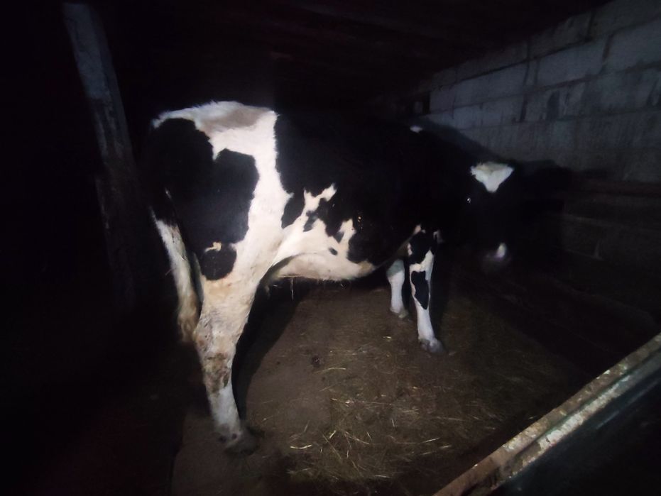 Сатамын .3 сиыр,2 бұқа,1 тайша.