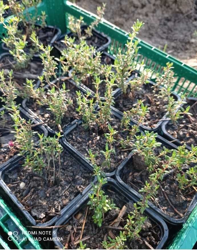 menta olandeza rozmarin oregano cimbrisor rasaduri