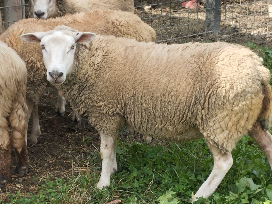Vând oi și berbeci texel