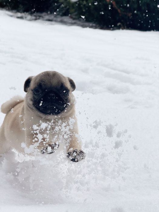 Продается мопс-девочка