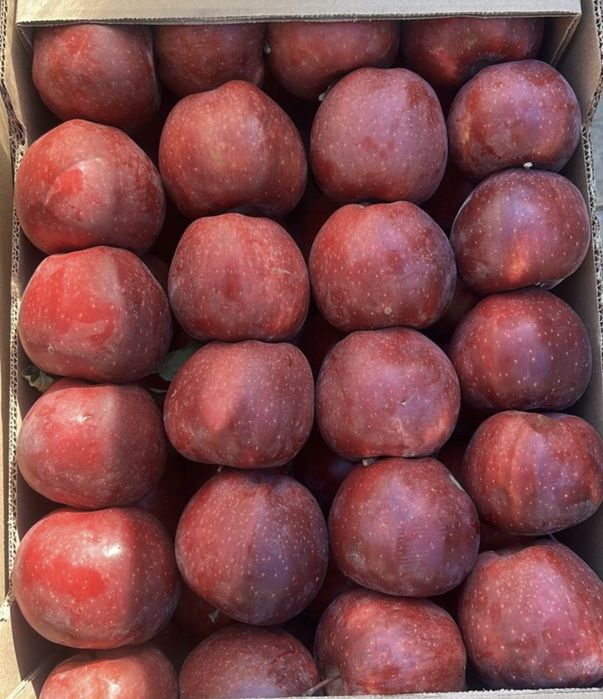 Яблоки местные , золотое , американка