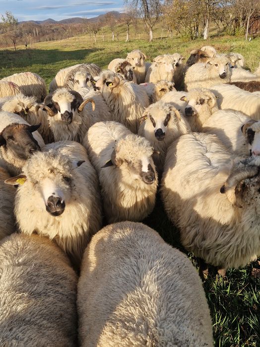 Vând oi țurcane!