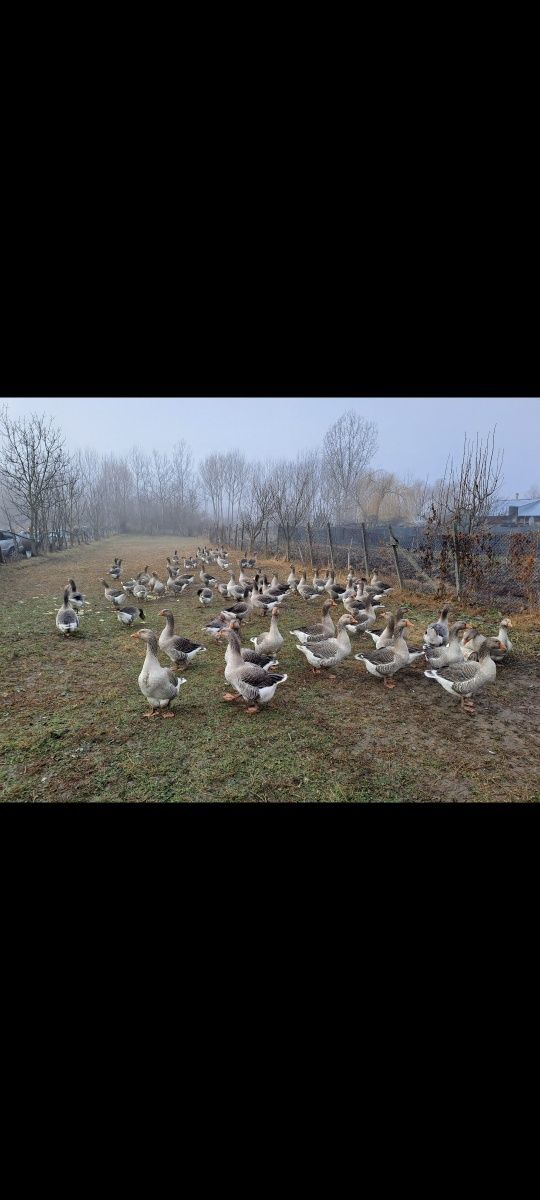 Boboci de gâscă  ..