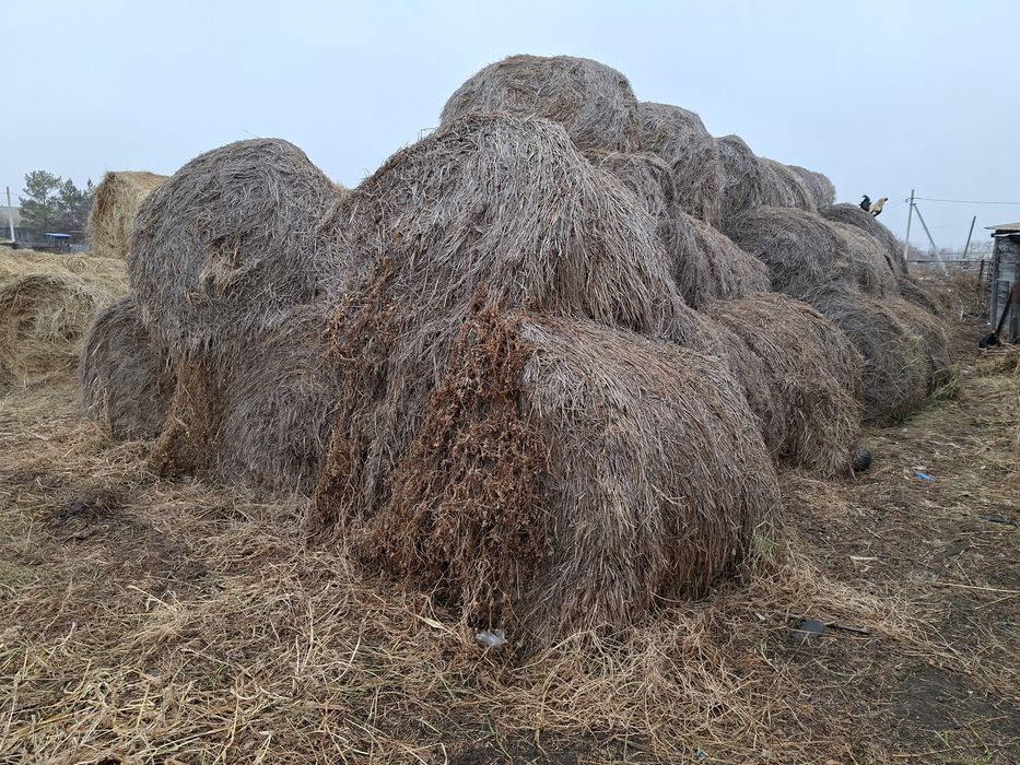 Продам прошлогодние сено.