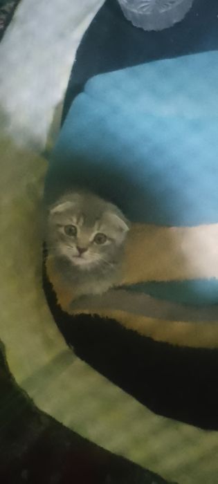 Zotdor  mushuklar bolasbor