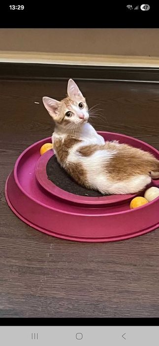 Pisoi pentru adoptie
