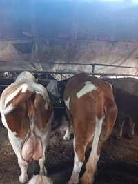 Vând doua vaci   tinere pentru abator  mai multe detalii în privat