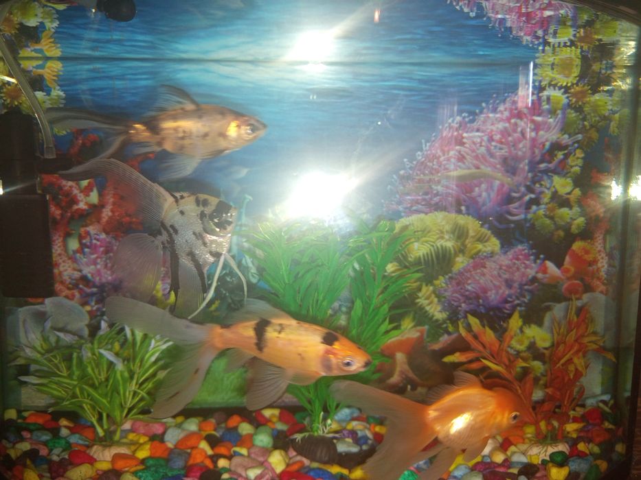 Аквариум 40 литр