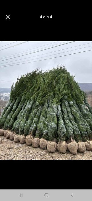 Vând plante ornametale