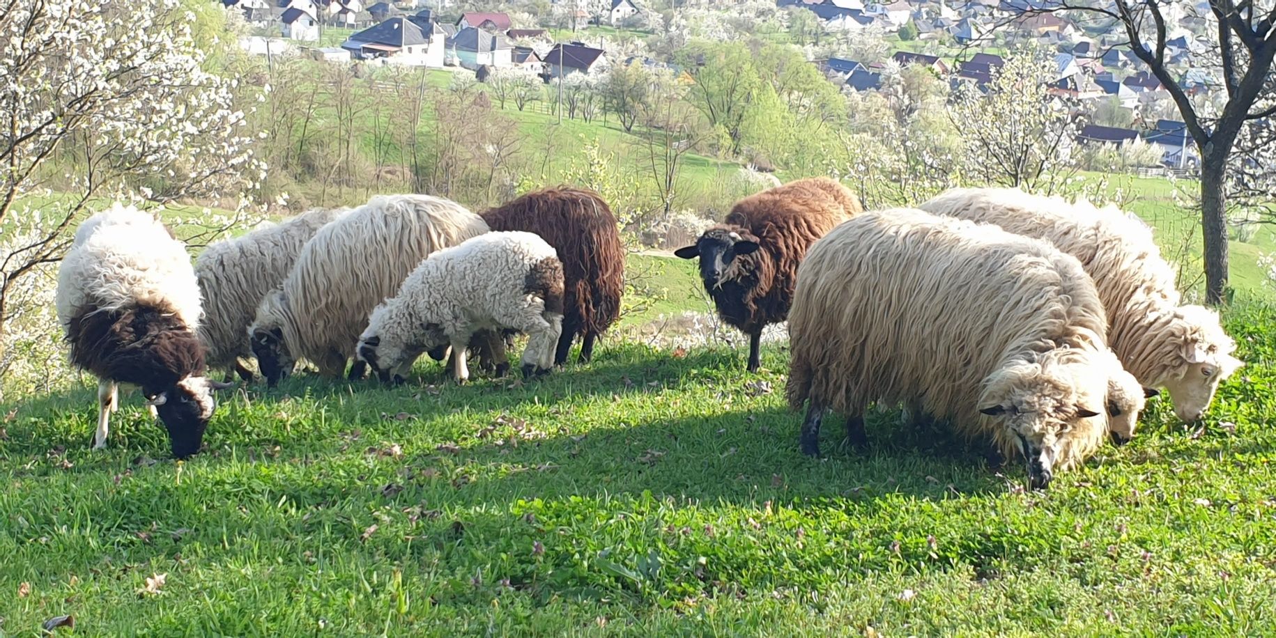 Oi și miei de vânzare