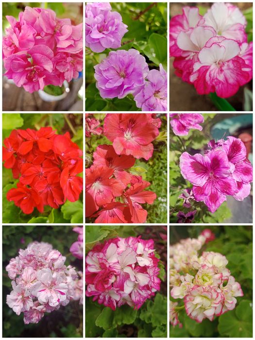 Продам герани разные