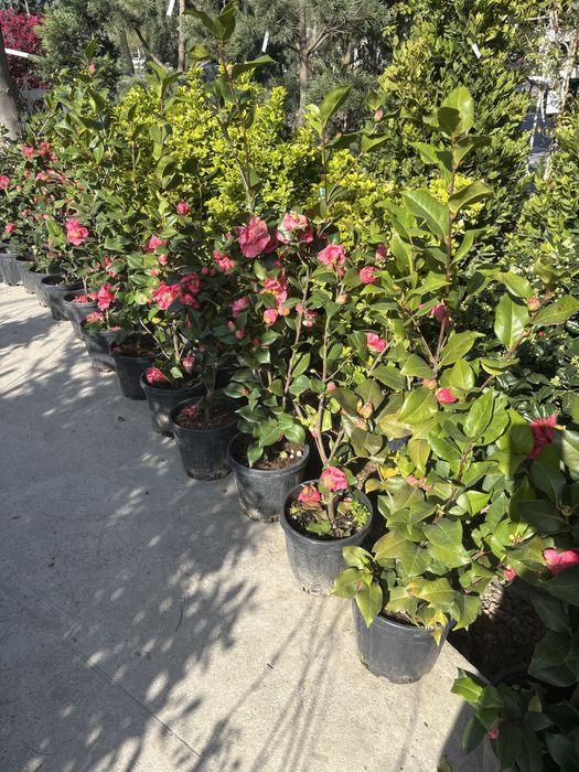 Садовник, обрезка деревьев, уход за садом. Посадка декоративных растен