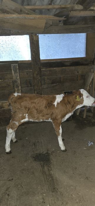 De vânzare viței