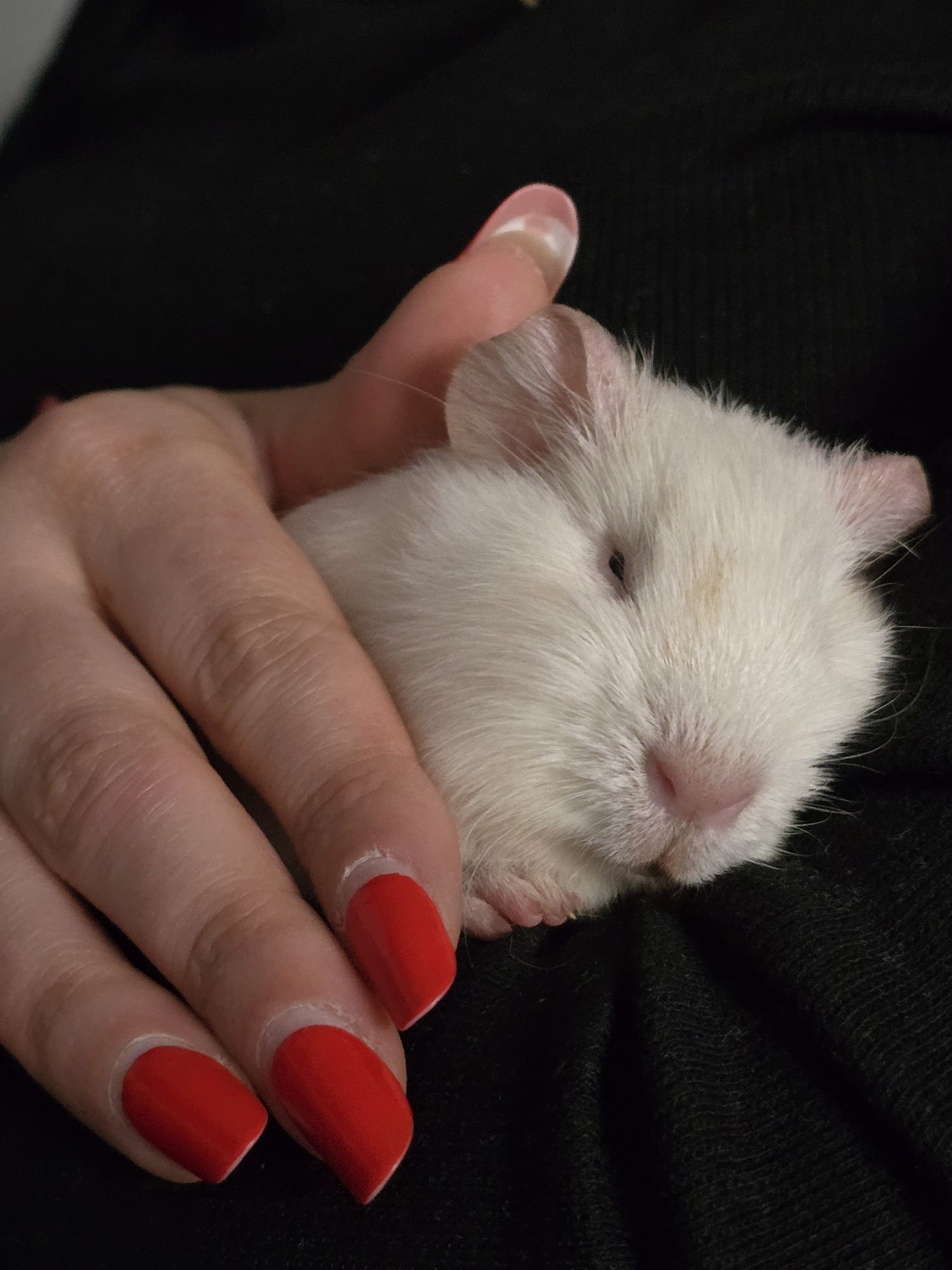 Porcusori de guineea