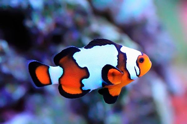 Морская рыбка кораллы морской аквариум оборудование