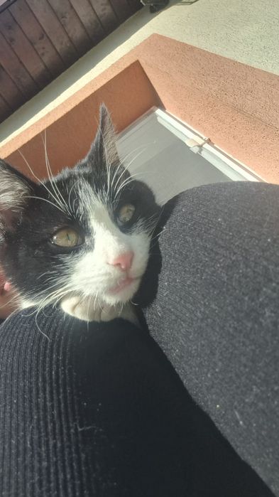 Pisici spre adopție