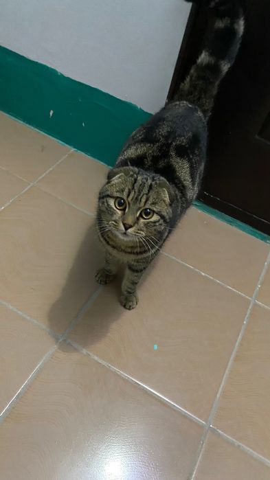 Найден кот шотландский вислоухий